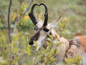 National Bison Range, Montana