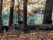 SMOKIE MOUNTAINS NATIONAL PARK