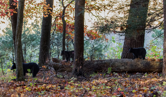 SMOKIE MOUNTAINS NATIONAL PARK