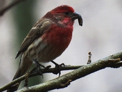 House Finch