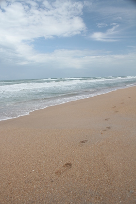 Canaveral National Seashore