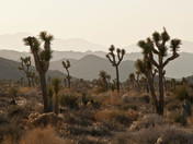 Joshua Tree National Park