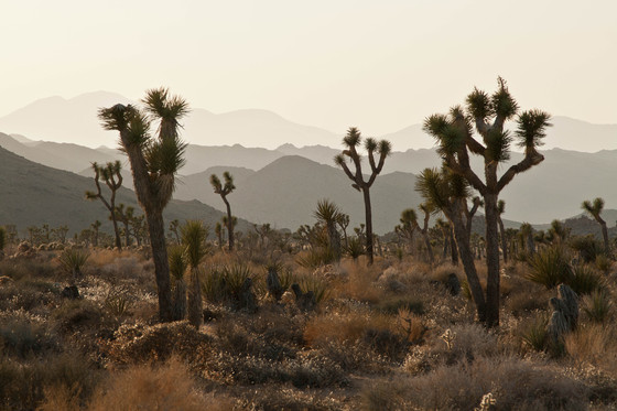 Joshua Tree National Park