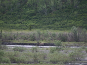 Denali National Park