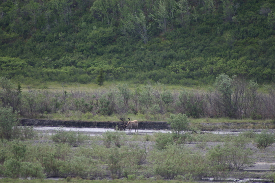 Denali National Park