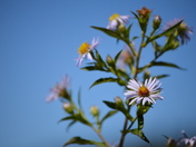 Great Smoky Mountains National Park - Clingman's Dome