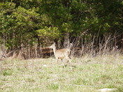smokey mnt national park
