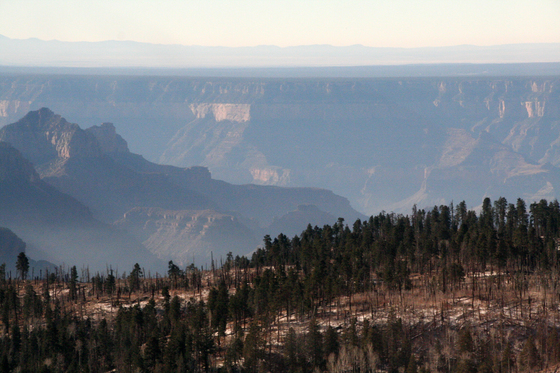 Grand Canyon/Kaibob Forest