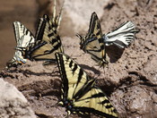 Uncompahgre National Forest / Uncompahgre Plateau