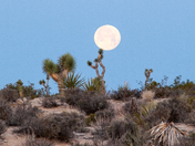 Joshua Tree National Park