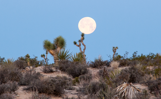 Joshua Tree National Park