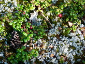 Denali National Park