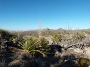 Joshua Tree National Park
