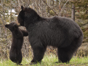 Glacier National Park