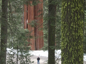 Sequoia National Park, Californis