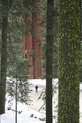 Sequoia National Park, Californis