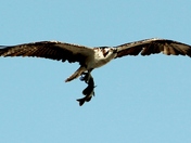 ocala national forest