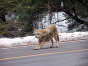 Yosemite National Park