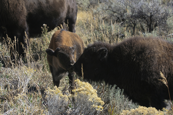 Yellowstone National Park