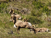 YELLOWSTONE NATIONAL PARK