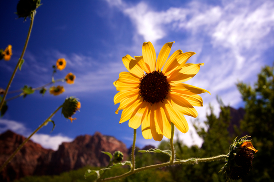Zion National Park