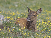Rocky Mountian National Park