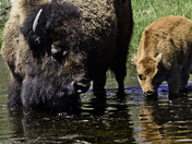 YELLOWSTONE NATIONAL PARK