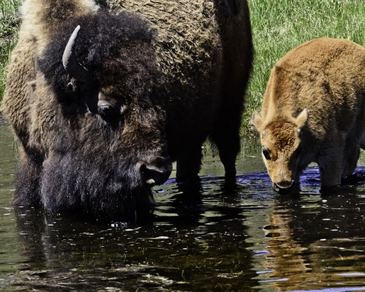 YELLOWSTONE NATIONAL PARK