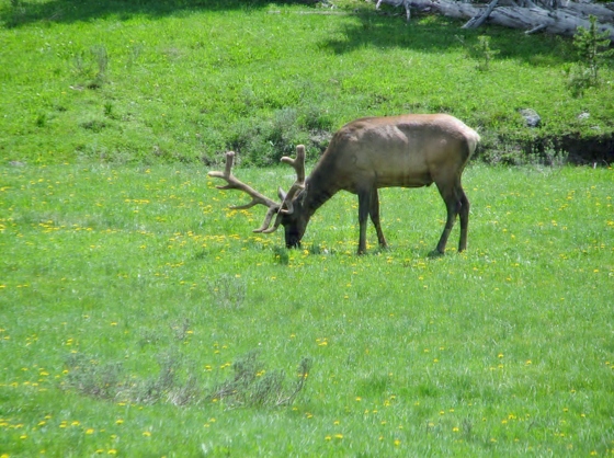 yellowstone