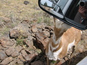 North Fork of the Crooked River, Oregon