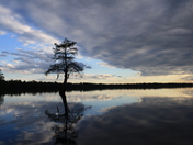 Great Dismal Swamp NWR