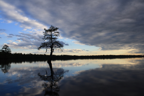 Great Dismal Swamp NWR