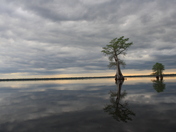 Great Dismal Swamp NWR