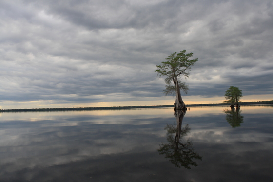 Great Dismal Swamp NWR