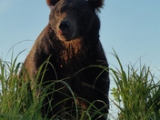Katmai National Park