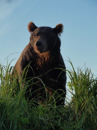 Katmai National Park
