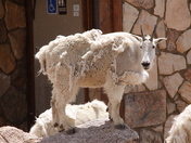 Arapaho and Roosevelt National Forests