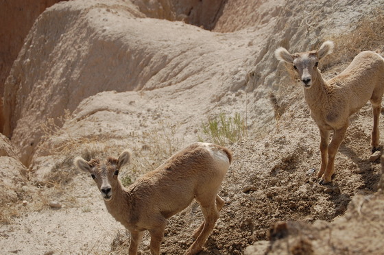 Badlands National Park