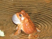 Red River Gorge  National Geologic Area (within the Daniel Boone National Forest