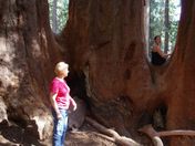 Sequoia National Forest