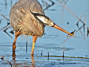 Ridgefield Wildlife refuge