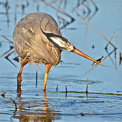 Ridgefield Wildlife refuge