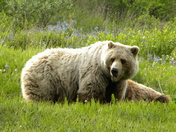 Denali National Park