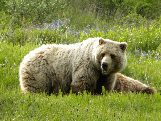 Denali National Park