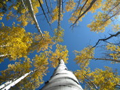 Coconino National Forest