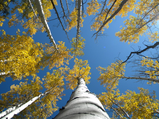 Coconino National Forest