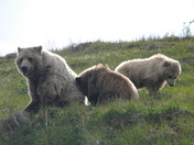 Denali National Park