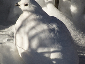 Pike National Forest
