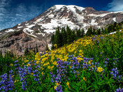 Mt. Rainier National Park