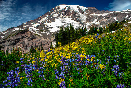 Mt. Rainier National Park